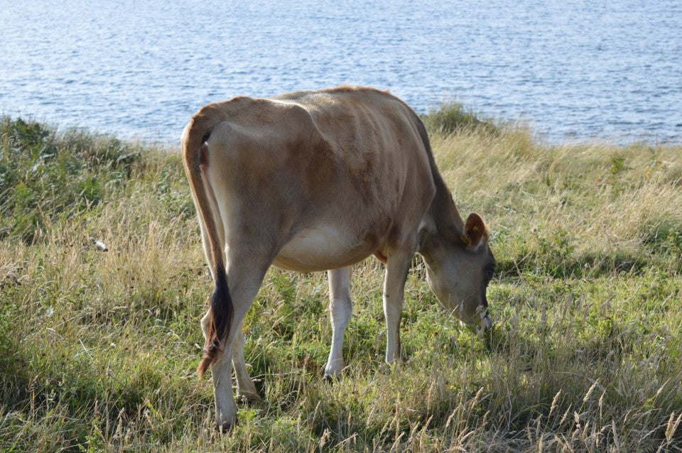 Ice cream from the Isles of Scilly