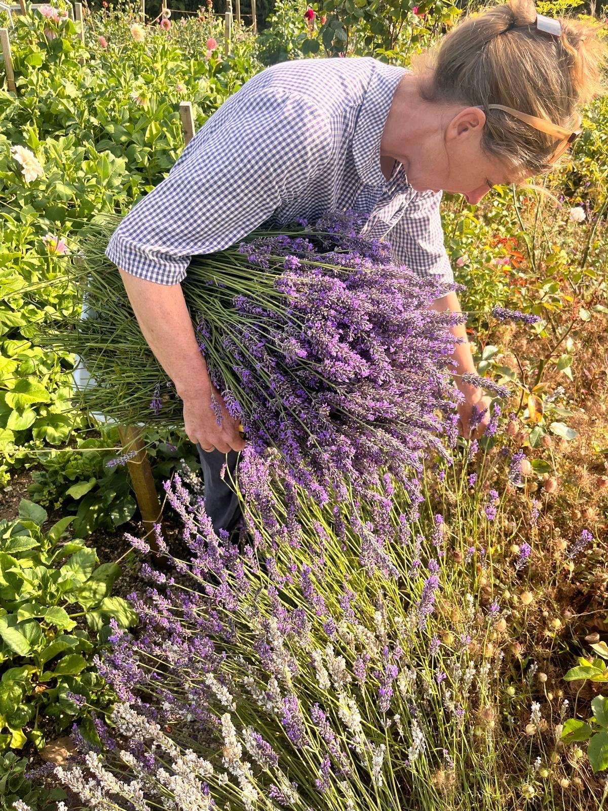 Lavender bundle