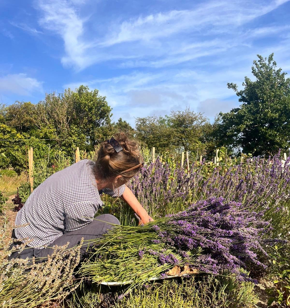 Lavender bundle